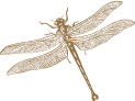 dragon-fly-min-2